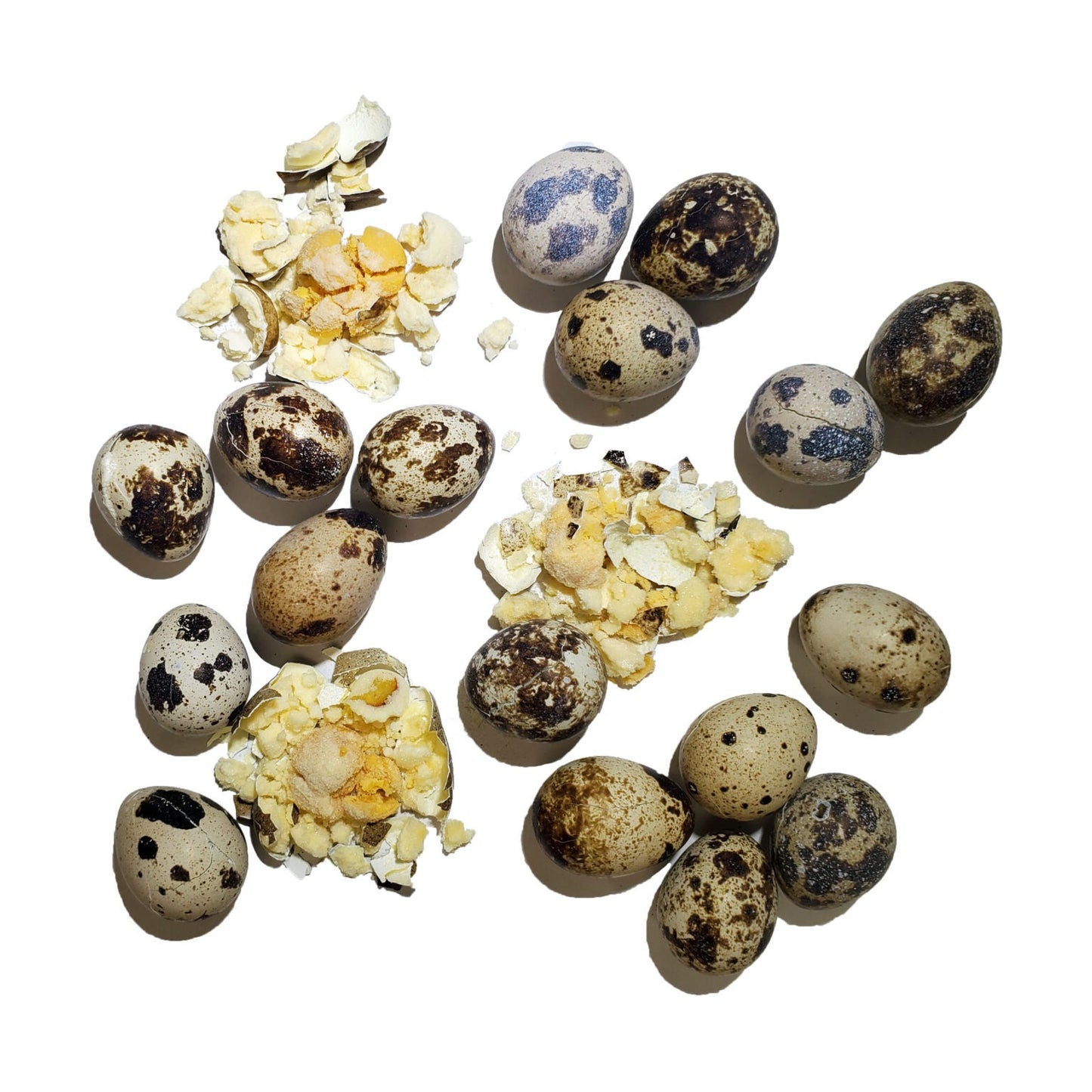 Savage Cat Freeze Dried Quail Egg for Dog and Cat