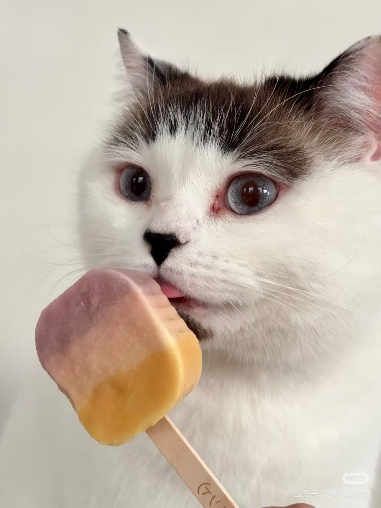 Furry Tail Chicken Pigeon Rainbow Tarta Complete Cat Meal