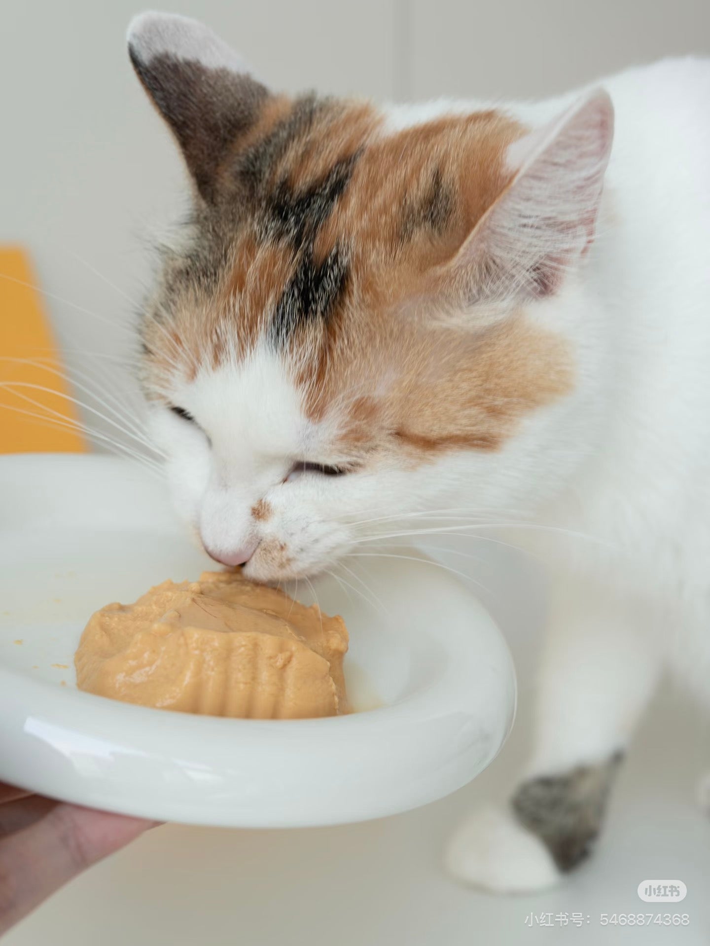 HUJI Complete Cat Meal Box – Coconut Goat Milk Chicken Formula Wet Food